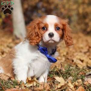 Tiger, Cavalier King Charles Spaniel Puppy